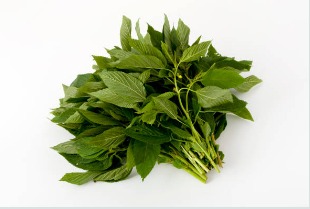Molokhia
